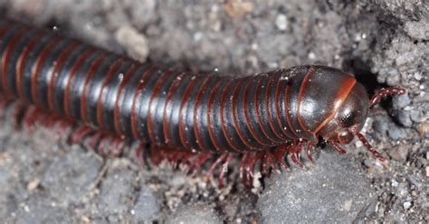   Xeromorph Millipede：This Strikingly Patterned Arthropod Exhibits a Remarkable Ability To Adapt To Extreme Environments!