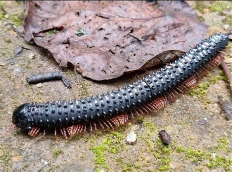   Zigzagging Zephyrus: Unveiling the Mysteries of This Tiny Millipede's Wind-Dancing Lifestyle!