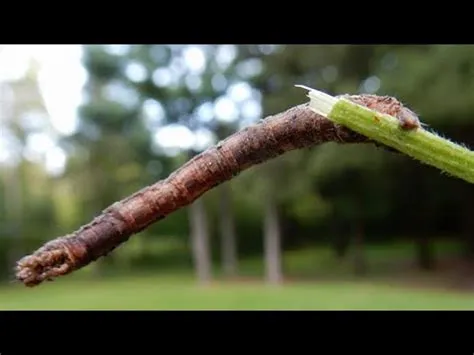  亞洲蠕蟲：這隻多足動物有著令人驚嘆的防禦機制和令人眼花繚亂的色彩！