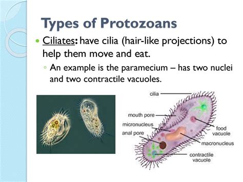   草履虫，這神秘的小傢伙會用 cilia 和 contractile vacuole 來維持生存！