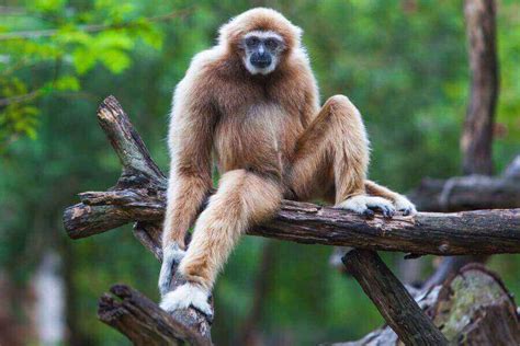  雙足動物：一種以偽足運動而聞名的奇妙生物！