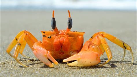  Unicorn Crab:  The Armored Treasure That Walks Sideways on the Ocean Floor!