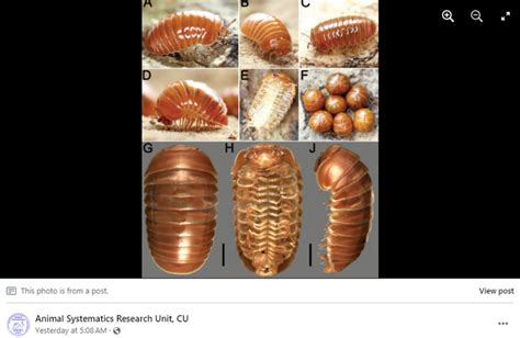  Zimbabwean Zipper Millipede: Discover This Curious Creature With Countless Legs and Its Unusual Defense Mechanism!